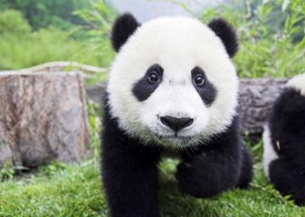 国宝大熊猫三年级作文300字10篇