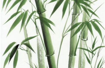以竹子成长为主题的作文10篇