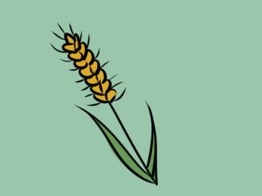 简单的大麦上色简笔画图片教程